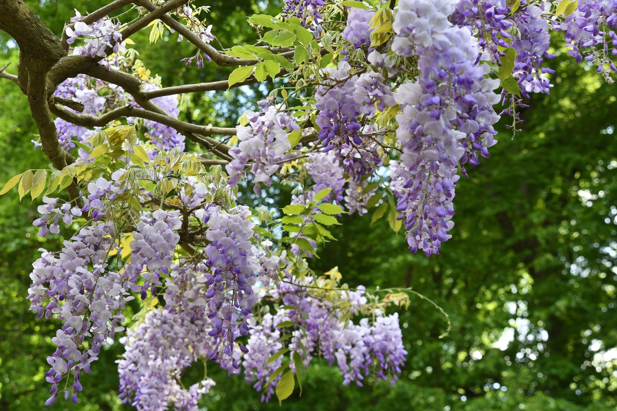 Schönere Blüten So sollten Sie Ihren Blauregen jetzt zurückschneiden